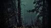 Forest At Night Crickets Owls Rain Wind In Trees Relax Study Sleep De Stress 100 Relax
